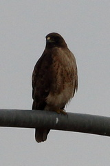 Buteo jamaicensis