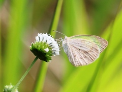 Eurema daira