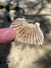 Pecten fumatus