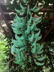 Strongylodon macrobotrys