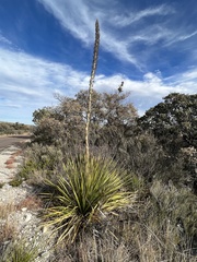 Dasylirion leiophyllum