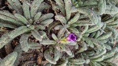 Nama hispida spathulata