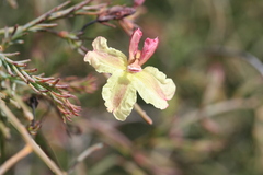 Lechenaultia linarioides