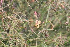 Lechenaultia linarioides