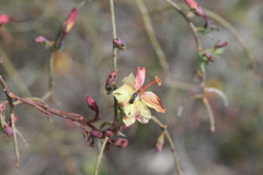 Lechenaultia linarioides