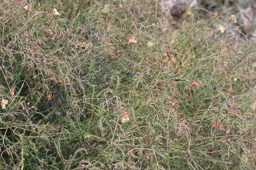 Image of Leschenaultia linarioides by (c) Benjamin Anderson, some rights reserved (CC BY)