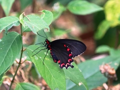 Parides montezuma