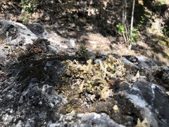 Selaginella pallescens