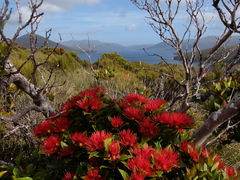 Metrosideros umbellata