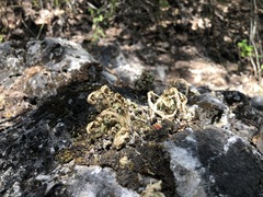 Selaginella pallescens