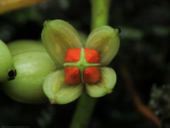 Clusiaceae