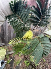 Paraserianthes