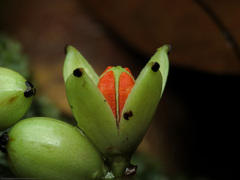Clusiaceae