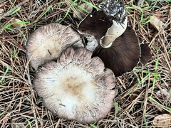 Agaricus bisporus