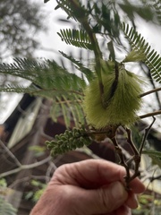 Paraserianthes