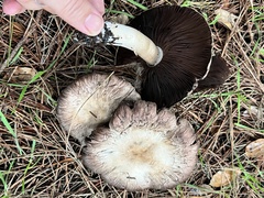 Agaricus bisporus