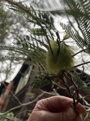 Paraserianthes