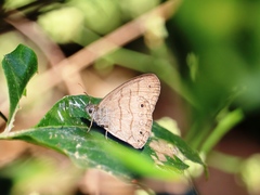 Hermeuptychia hermes