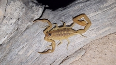 Centruroides exilicauda