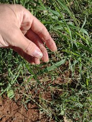 Eragrostis tenuifolia