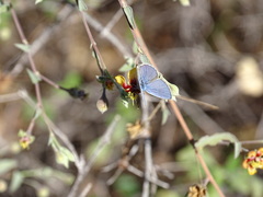 Hemiargus ceraunus