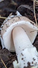 Amanita protecta
