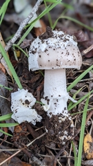Amanita protecta