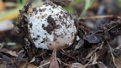 Amanita protecta