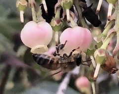 Apis mellifera