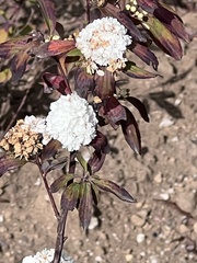Spiraea