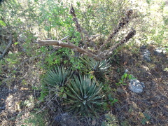 Agave macroacantha