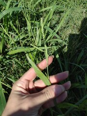 Urochloa plantaginea