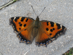 Nymphalis xanthomelas