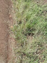Eragrostis tenuifolia
