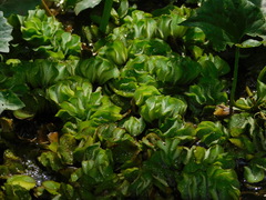 Salvinia molesta