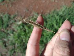 Bothriochloa pertusa