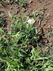 Urochloa plantaginea