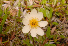 Dryas integrifolia