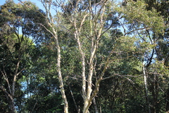 Lagerstroemia microcarpa