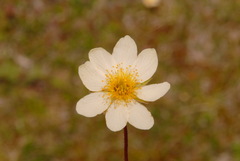 Dryas integrifolia