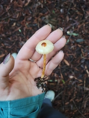 Lepiota castaneidisca