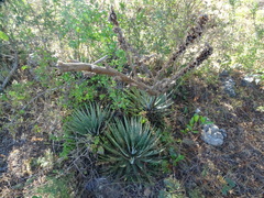 Agave macroacantha