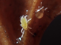 Eupodoidea