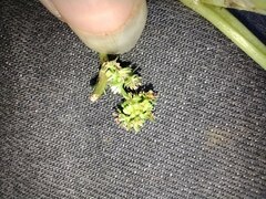 Rumex spinosus
