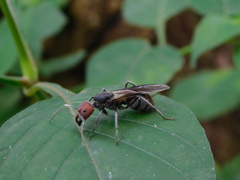 Camponotus singularis