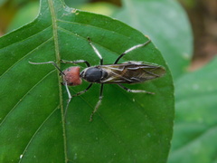 Camponotus singularis