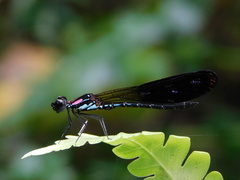 Heliocypha fenestrata