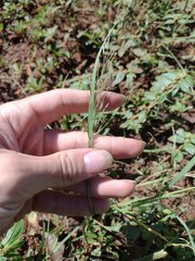 Eragrostis tenuifolia