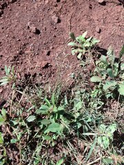 Eragrostis barrelieri