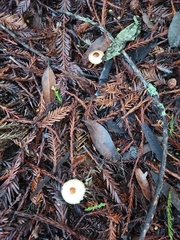 Lepiota castaneidisca